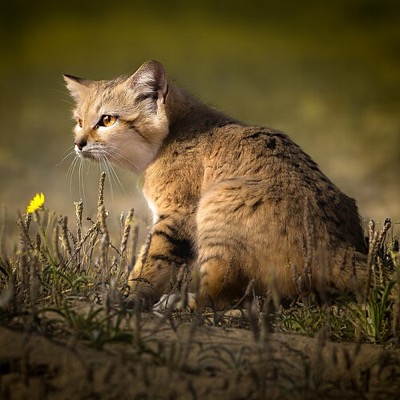 スタッフ猫のすな